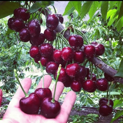 Cherrioxy™️Rainier Cherry Fruit Seeds (100 gms)