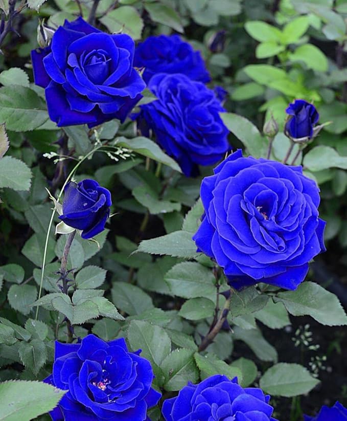 Blue Rose Seeds